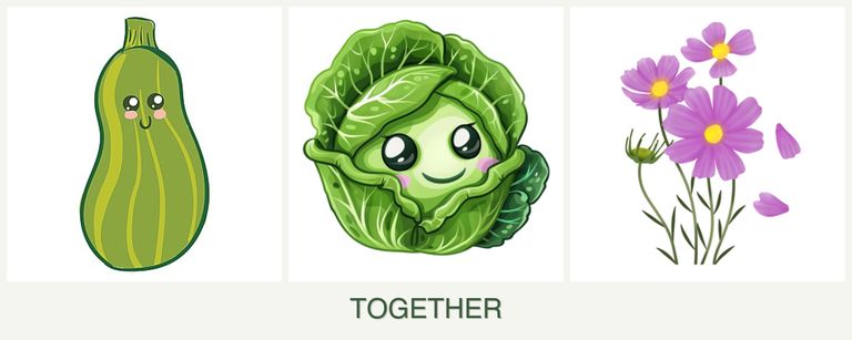 Can you plant zucchini, cabbage and cosmos together?