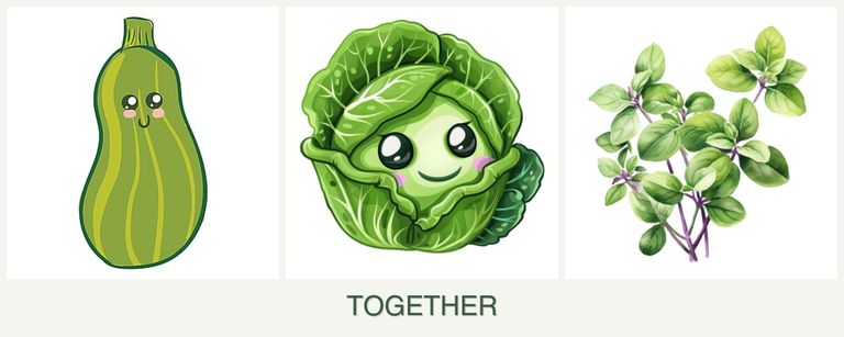 Can you plant zucchini, cabbage and oregano together?