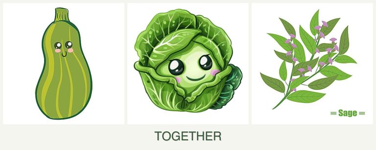 Can you plant zucchini, cabbage and sage together?
