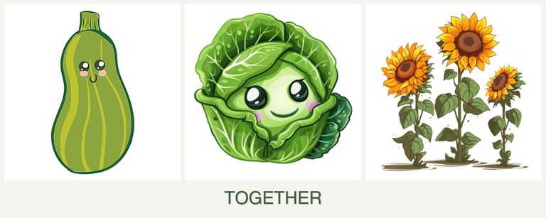 Can you plant zucchini, cabbage and sunflowers together?