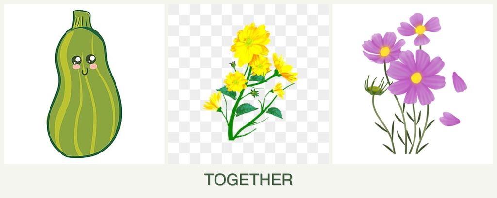 Can you plant zucchini, calendula and cosmos together?