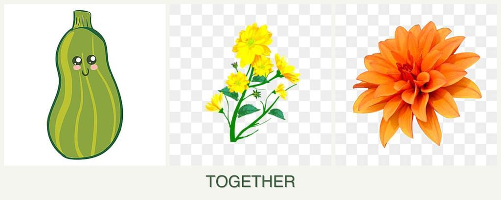 Can you plant zucchini, calendula and dahlias together?