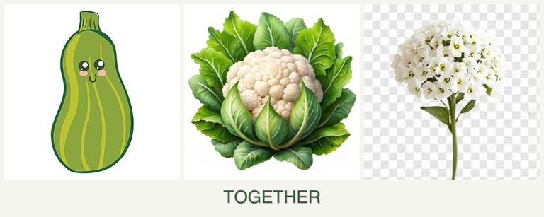 Can you plant zucchini, cauliflower and alyssum together?
