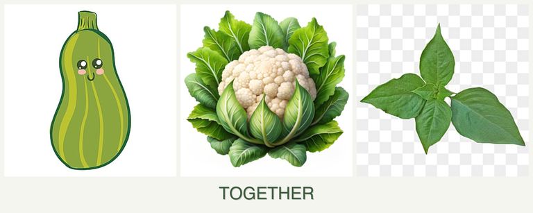 Can you plant zucchini, cauliflower and basil together?