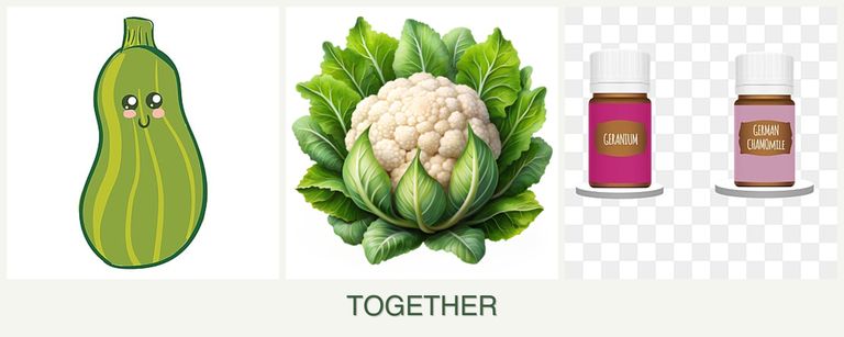 Can you plant zucchini, cauliflower and geraniums together?