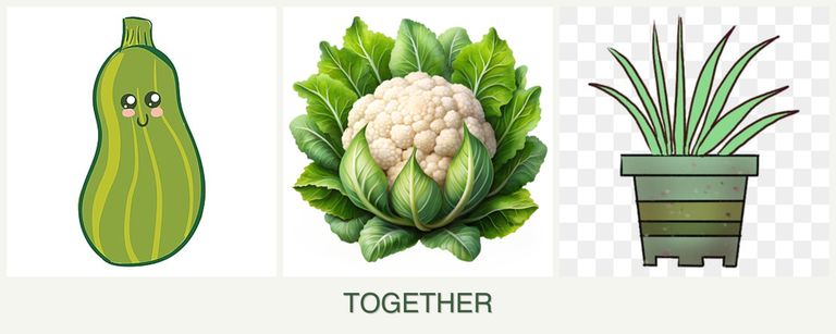 Can you plant zucchini, cauliflower and lemongrass together?