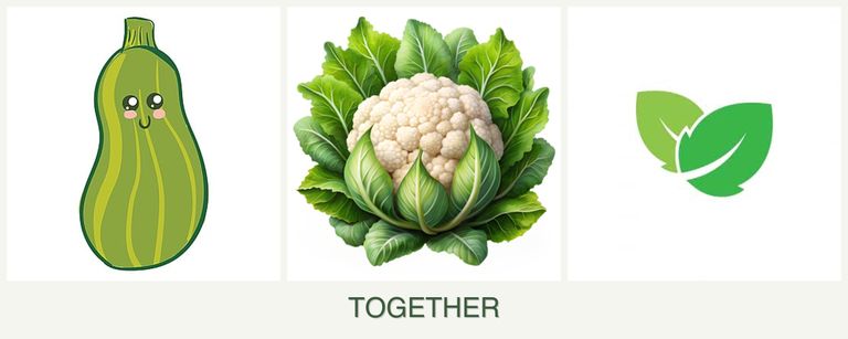 Can you plant zucchini, cauliflower and mint together?