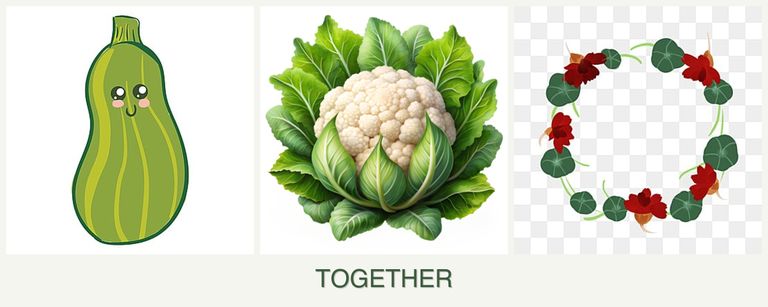 Can you plant zucchini, cauliflower and nasturtiums together?