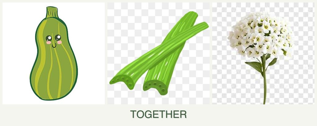 Can you plant zucchini, celery and alyssum together?