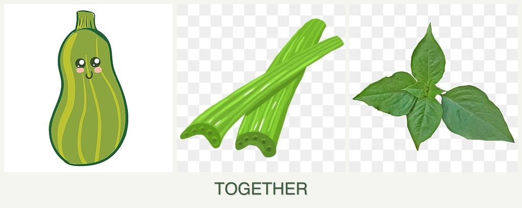 Can you plant zucchini, celery and basil together?