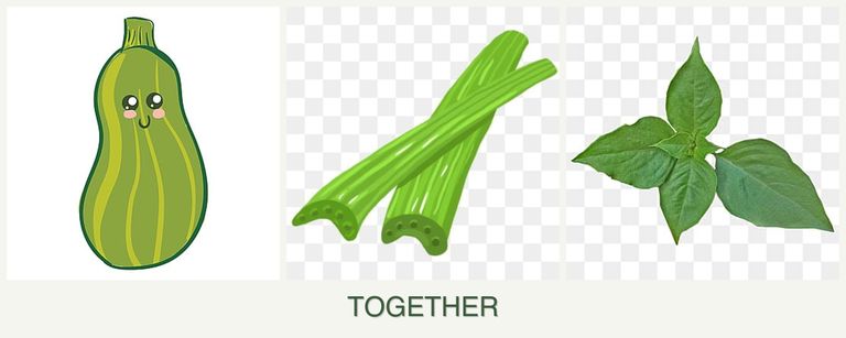 Can you plant zucchini, celery and basil together?
