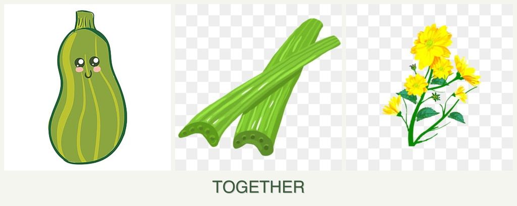 Can you plant zucchini, celery and calendula together?