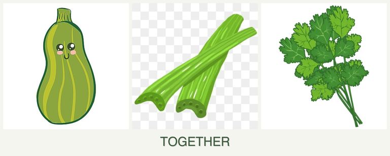 Can you plant zucchini, celery and cilantro together?