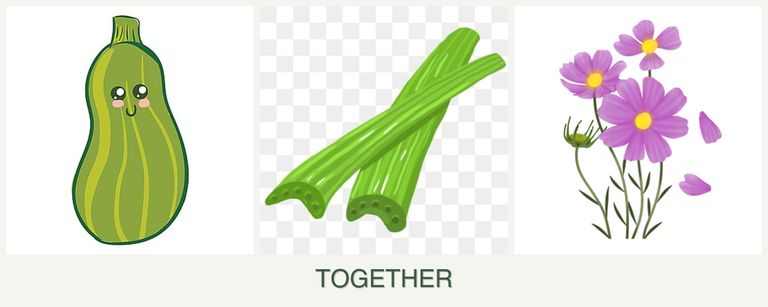 Can you plant zucchini, celery and cosmos together?