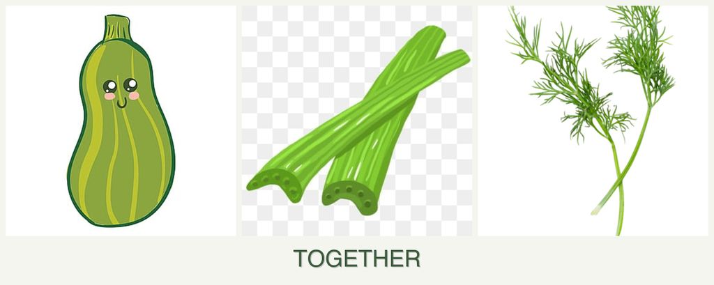 Can you plant zucchini, celery and dill together?