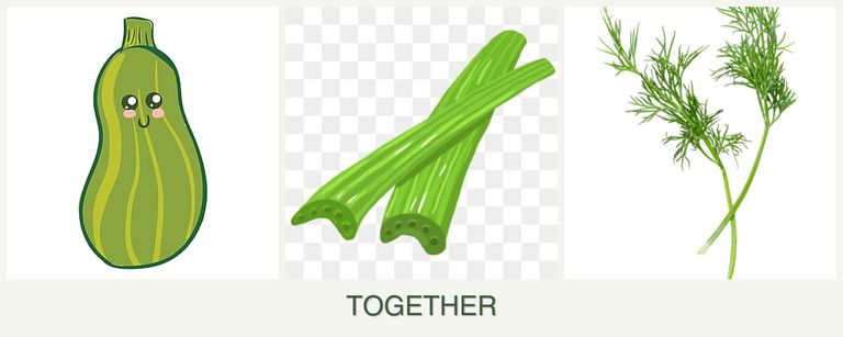 Can you plant zucchini, celery and dill together?