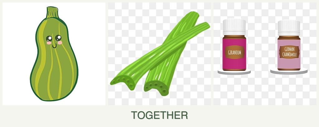 Can you plant zucchini, celery and geraniums together?