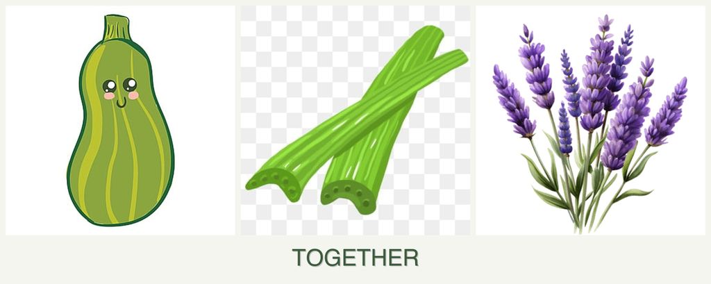 Can you plant zucchini, celery and lavender together?