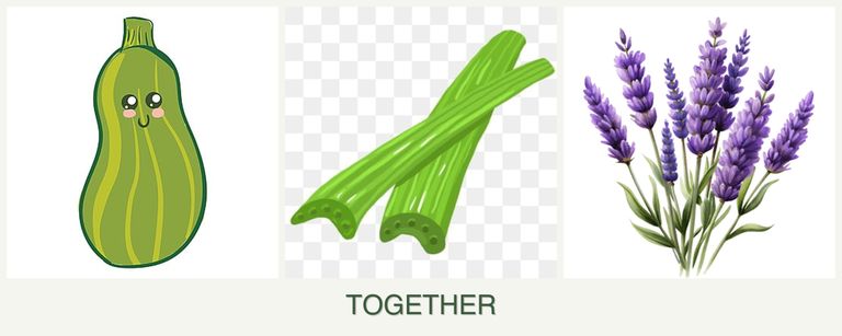 Can you plant zucchini, celery and lavender together?