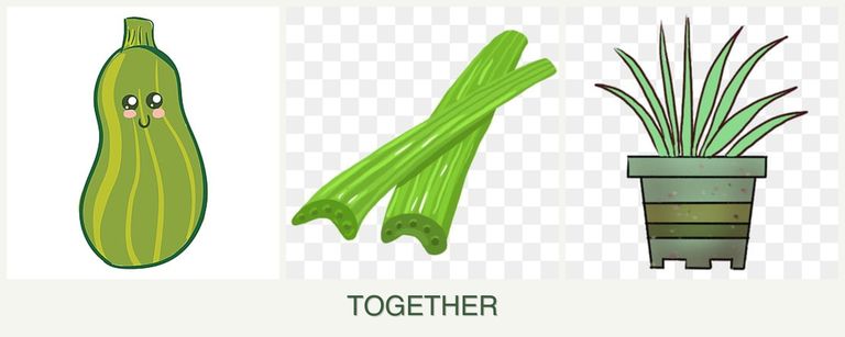 Can you plant zucchini, celery and lemongrass together?