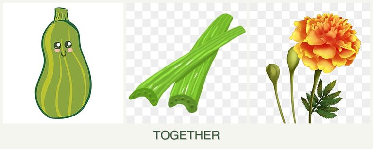 Can you plant zucchini, celery and marigolds together?