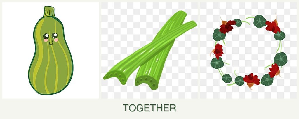 Can you plant zucchini, celery and nasturtiums together?