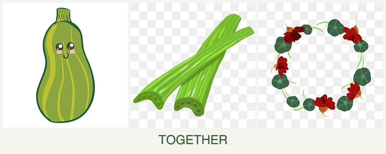 Can you plant zucchini, celery and nasturtiums together?