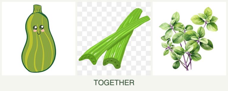 Can you plant zucchini, celery and oregano together?