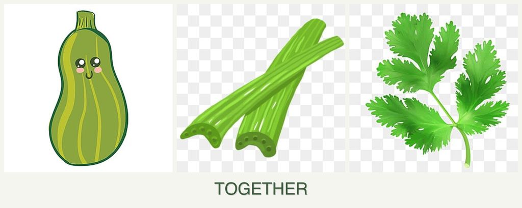 Can you plant zucchini, celery and parsley together?