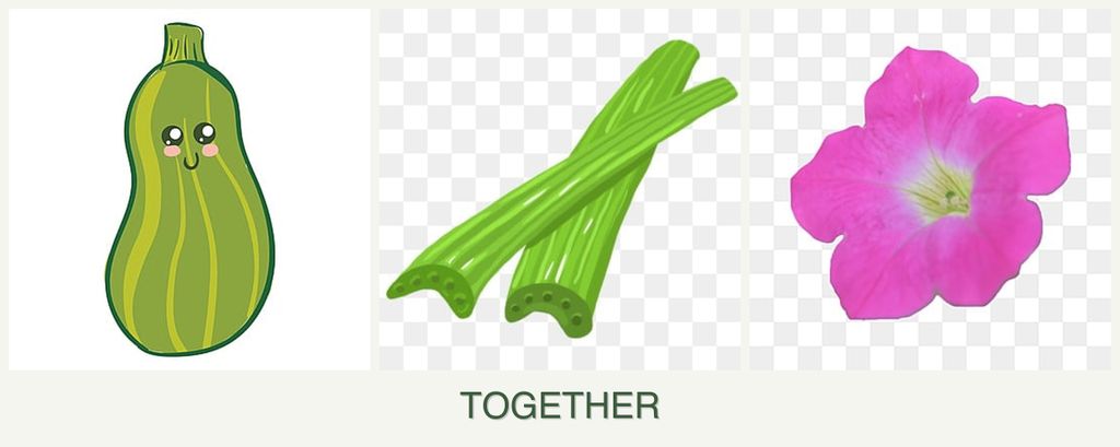 Can you plant zucchini, celery and petunias together?