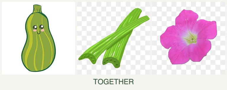 Can you plant zucchini, celery and petunias together?