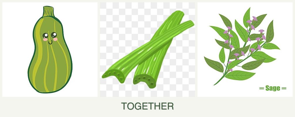 Can you plant zucchini, celery and sage together?