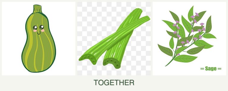 Can you plant zucchini, celery and sage together?