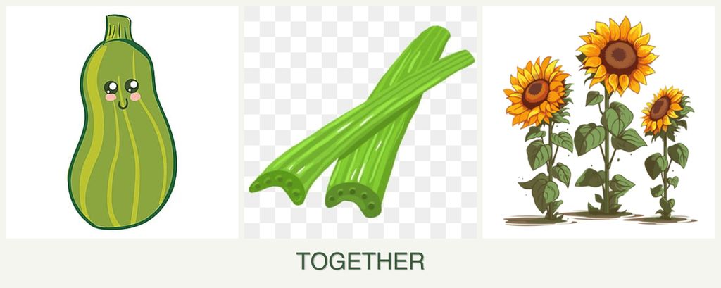 Can you plant zucchini, celery and sunflowers together?