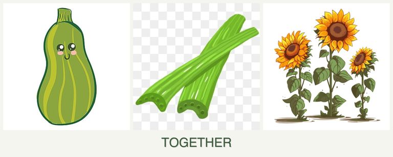 Can you plant zucchini, celery and sunflowers together?