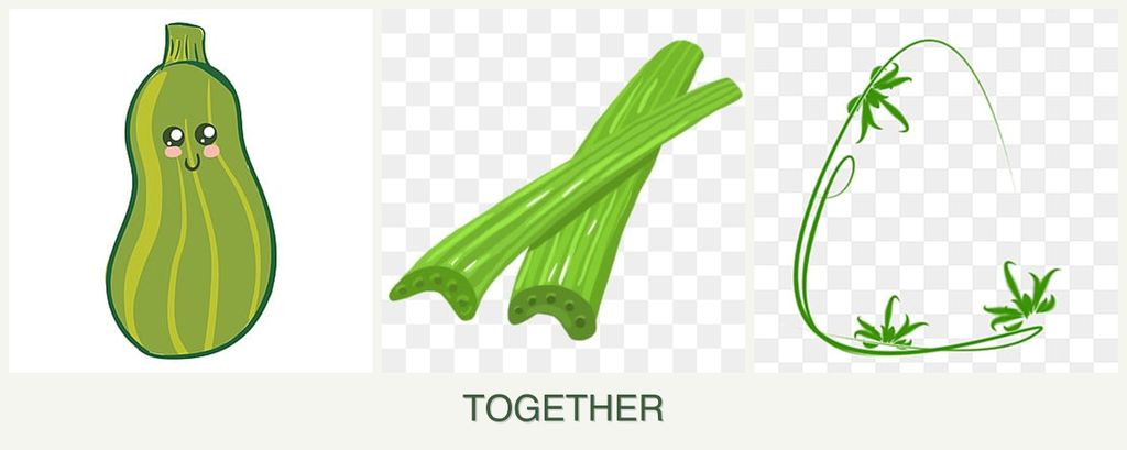 Can you plant zucchini, celery and tarragon together?