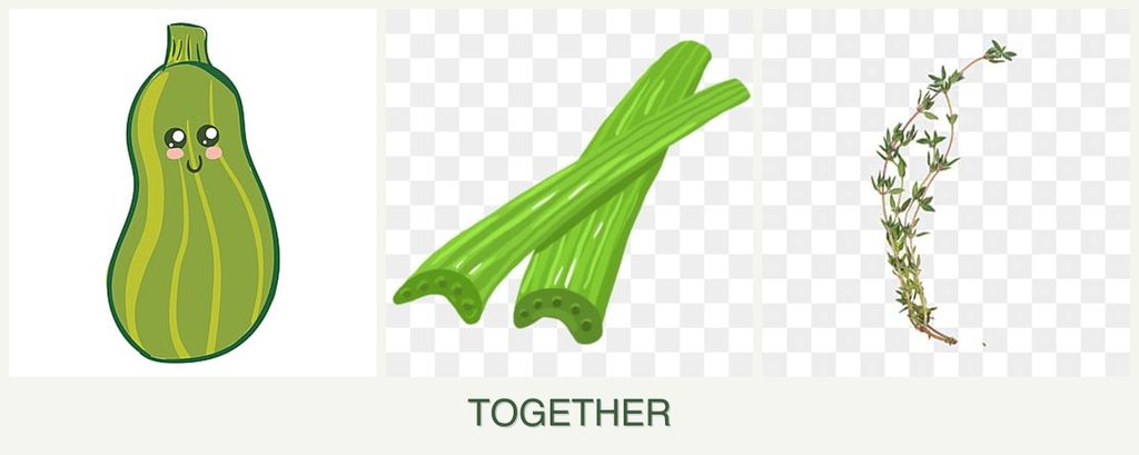 Can you plant zucchini, celery and thyme together?