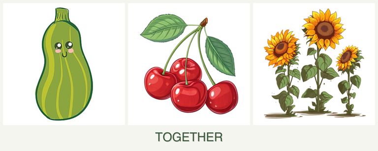Can you plant zucchini, cherries and sunflowers together?
