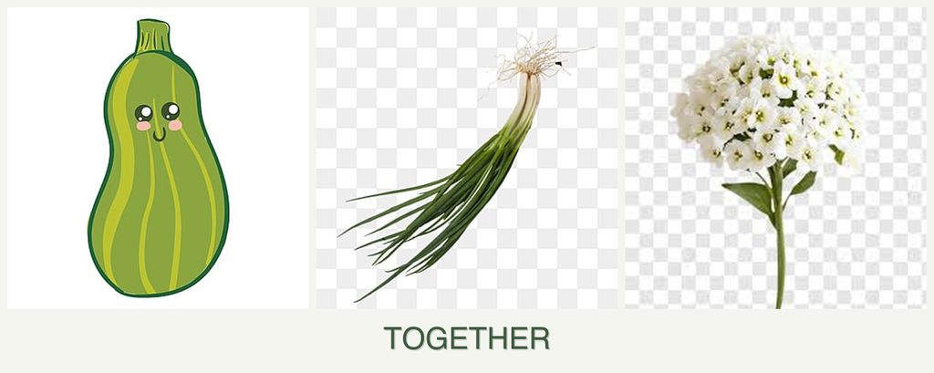 Can you plant zucchini, chives and alyssum together?