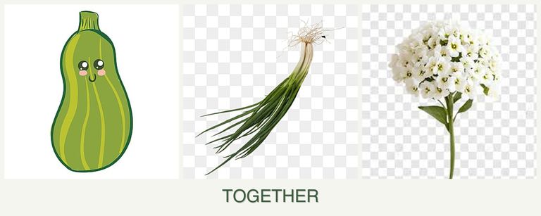 Can you plant zucchini, chives and alyssum together?