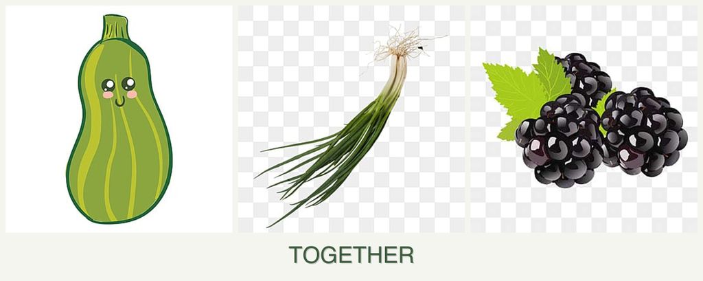 Can you plant zucchini, chives and blackberries together?