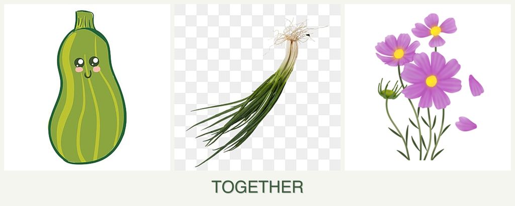 Can you plant zucchini, chives and cosmos together?