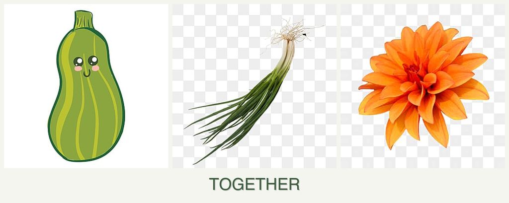 Can you plant zucchini, chives and dahlias together?