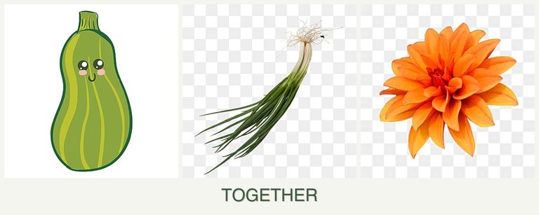 Can you plant zucchini, chives and dahlias together?