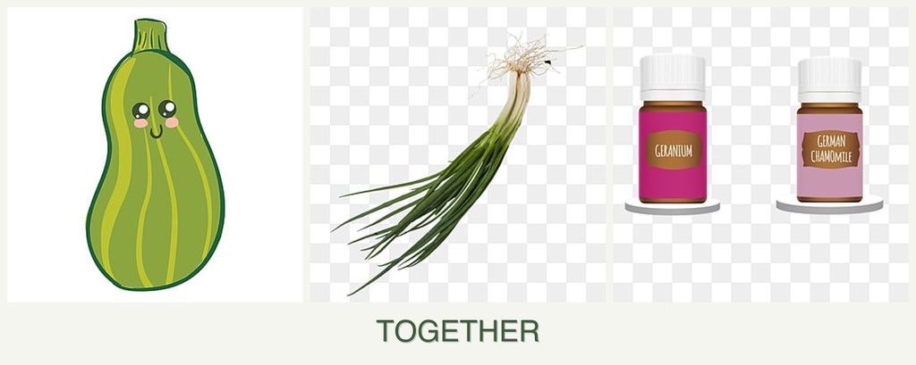 Can you plant zucchini, chives and geraniums together?