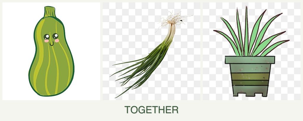 Can you plant zucchini, chives and lemongrass together?