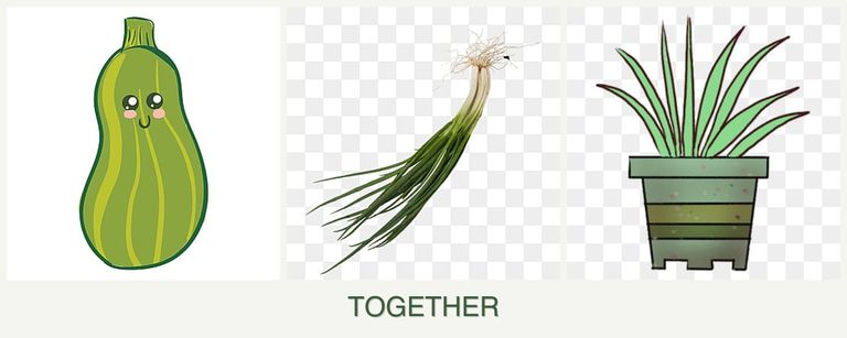 Can you plant zucchini, chives and lemongrass together?