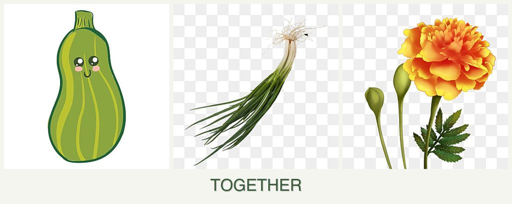 Can you plant zucchini, chives and marigolds together?