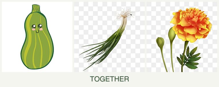 Can you plant zucchini, chives and marigolds together?