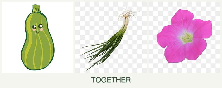 Can you plant zucchini, chives and petunias together?